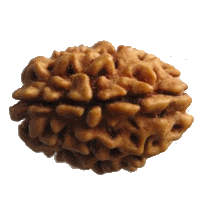 3 mukhi Rudraksha
